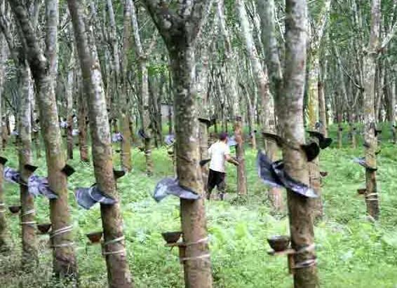 割橡胶图片,橡胶垫片图片,橡胶图片_大山谷图库