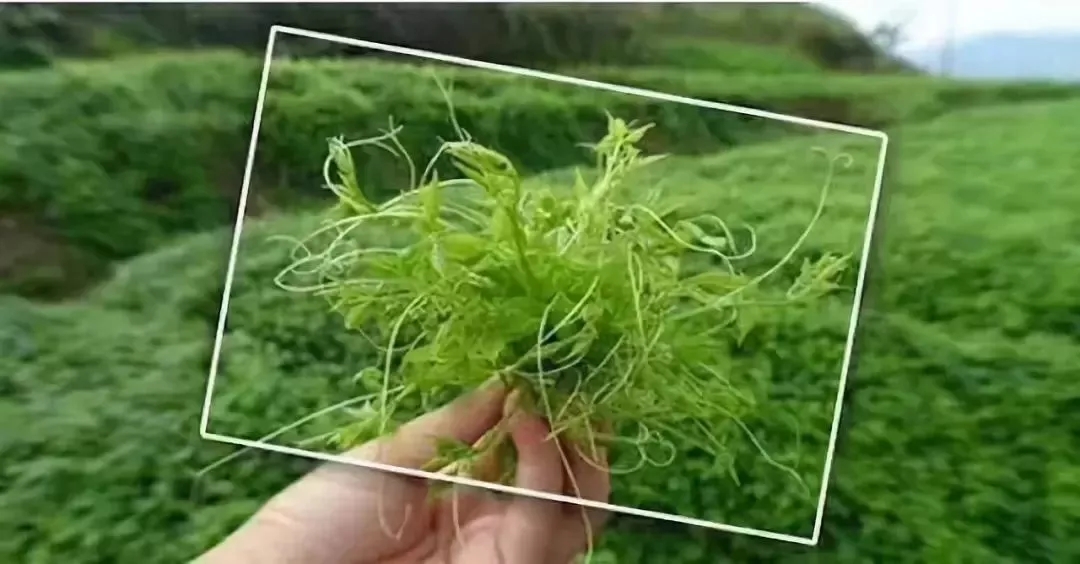 高新生物科技,天然產物提取精深加工,甜菊糖,甜葉菊-廣東冠龍生物科技